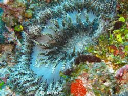 Beaded Sea Anemone with tiny Maldives Anemonefish 
Guira... by Jo Rix 